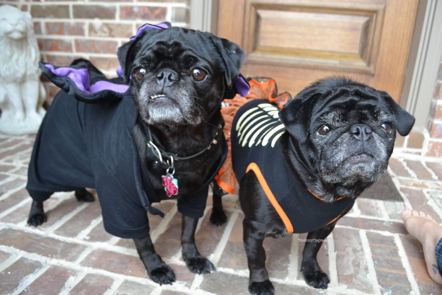 Pug Halloween Costumes - Pets and Furbabies - Tried and True by Trista