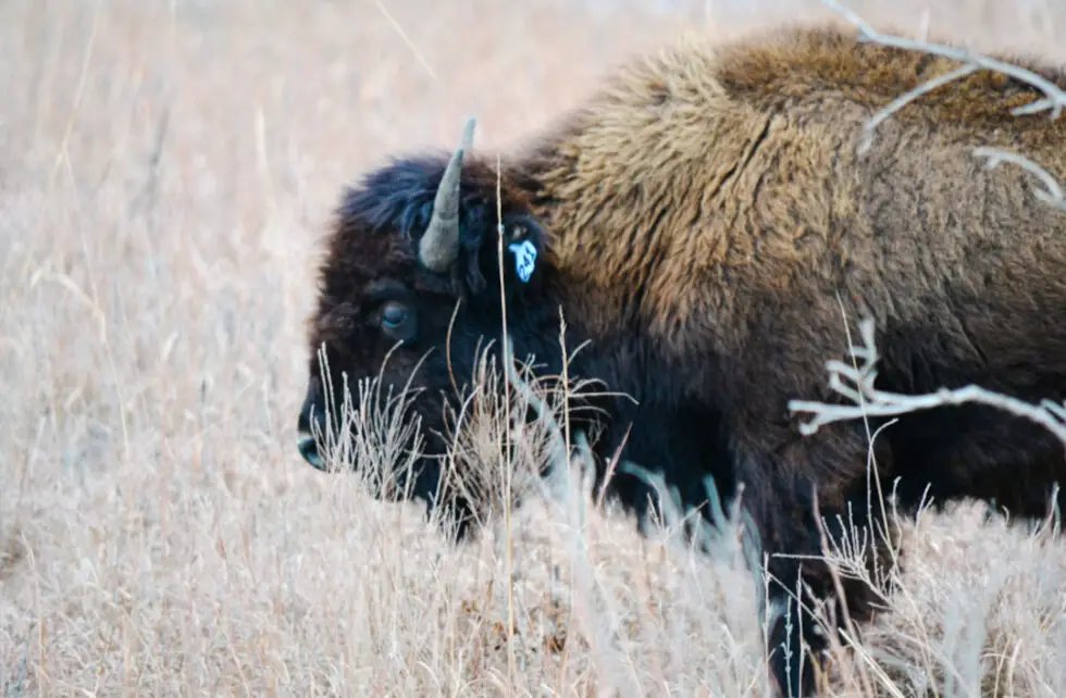 A Perfect Moment at the Tallgrass Prairie - Tried and True